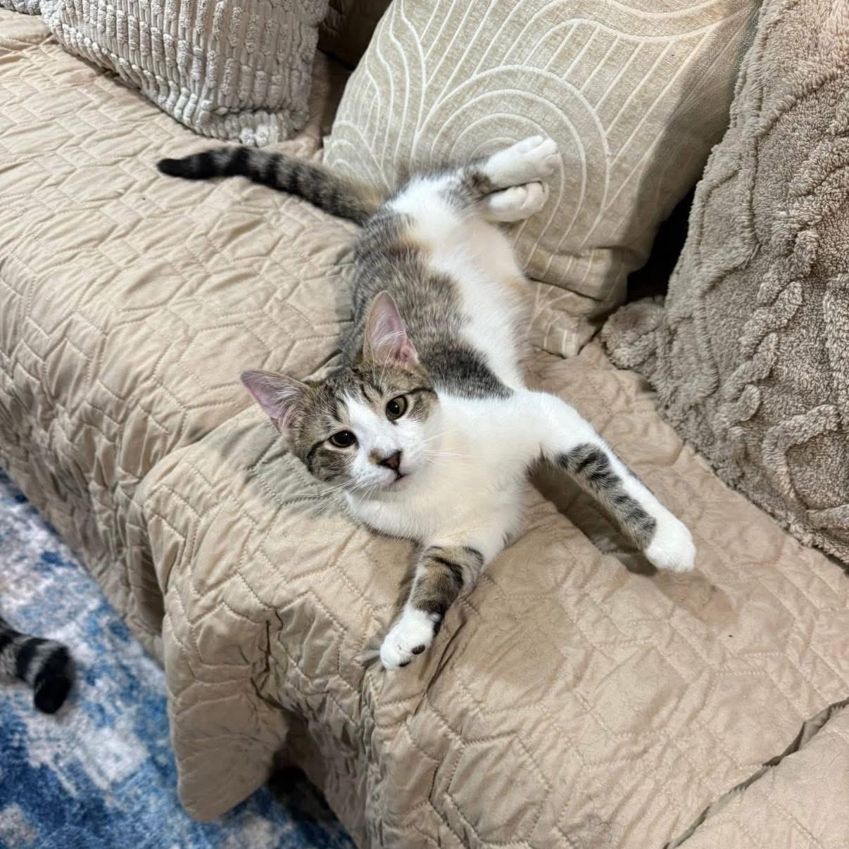 Enlarge Finn & Quinn, an adopted Tabby in Newark, NJ image 1/6