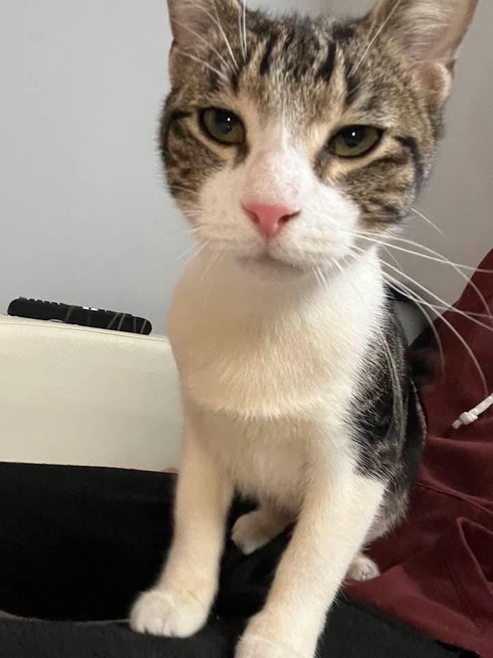 Enlarge Finn & Quinn, an adopted Tabby in Newark, NJ image 6/6