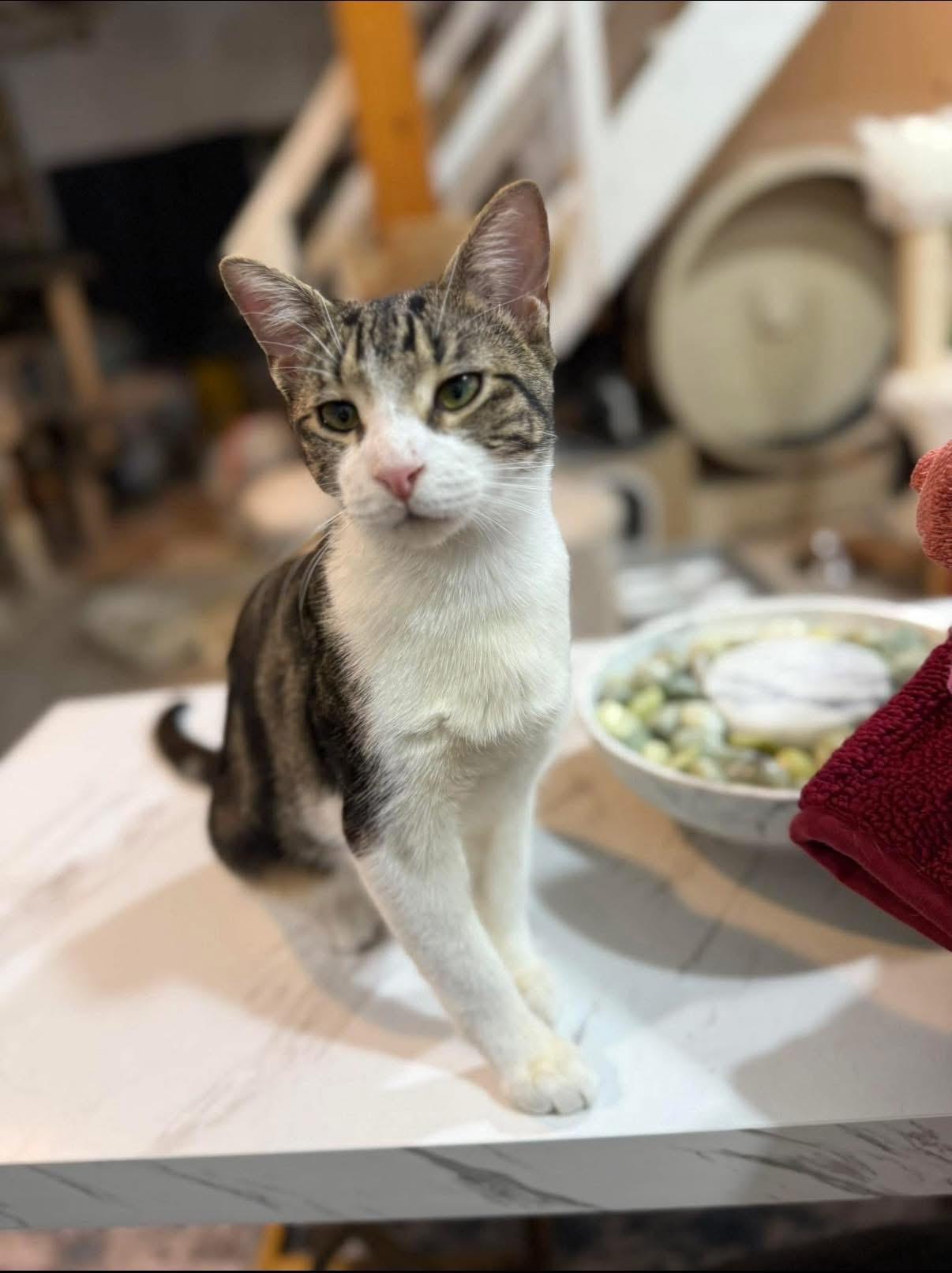 Enlarge Finn & Quinn, an adopted Tabby in Newark, NJ image 2/6