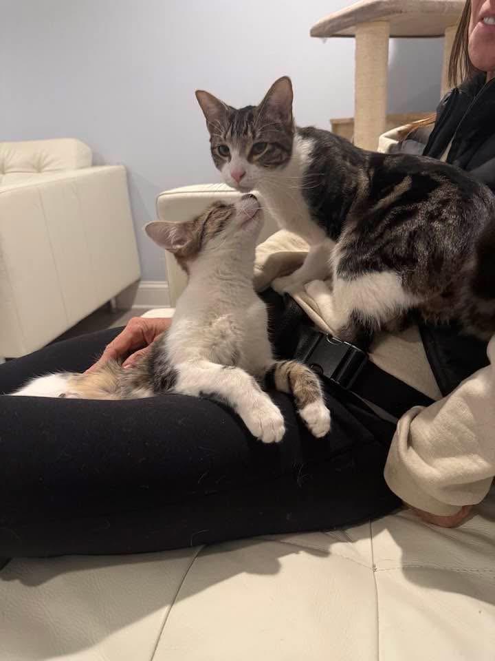 Enlarge Finn & Quinn, an adopted Tabby in Newark, NJ image 4/6