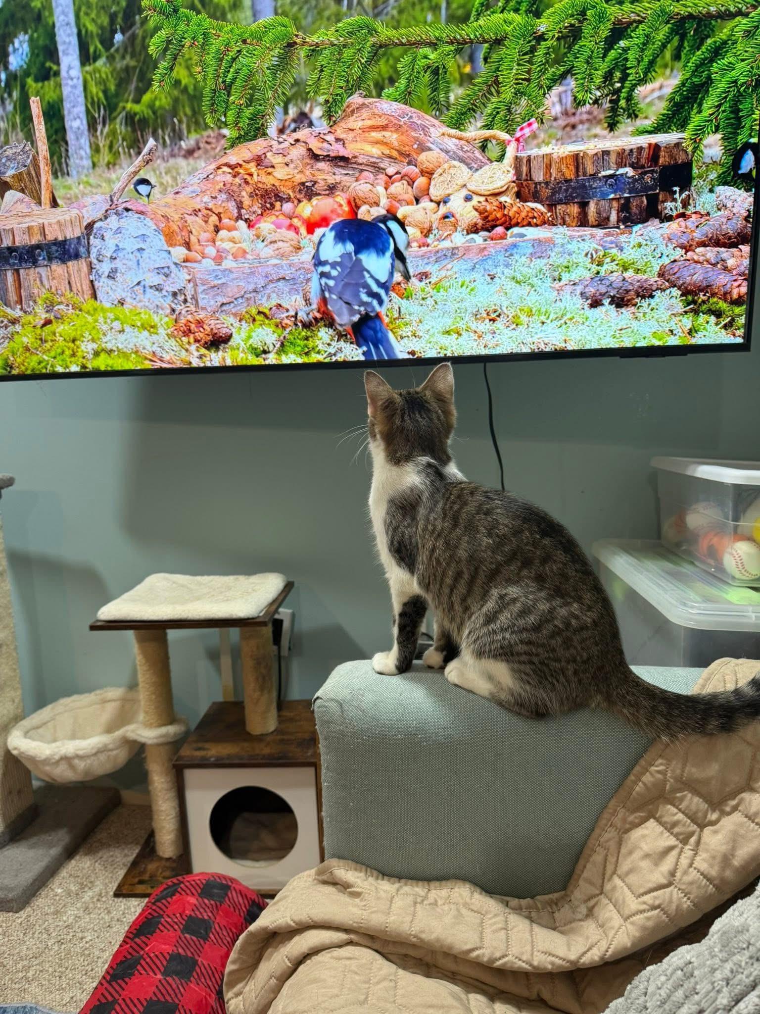 Enlarge Finn & Quinn, an adopted Tabby in Newark, NJ image 3/6