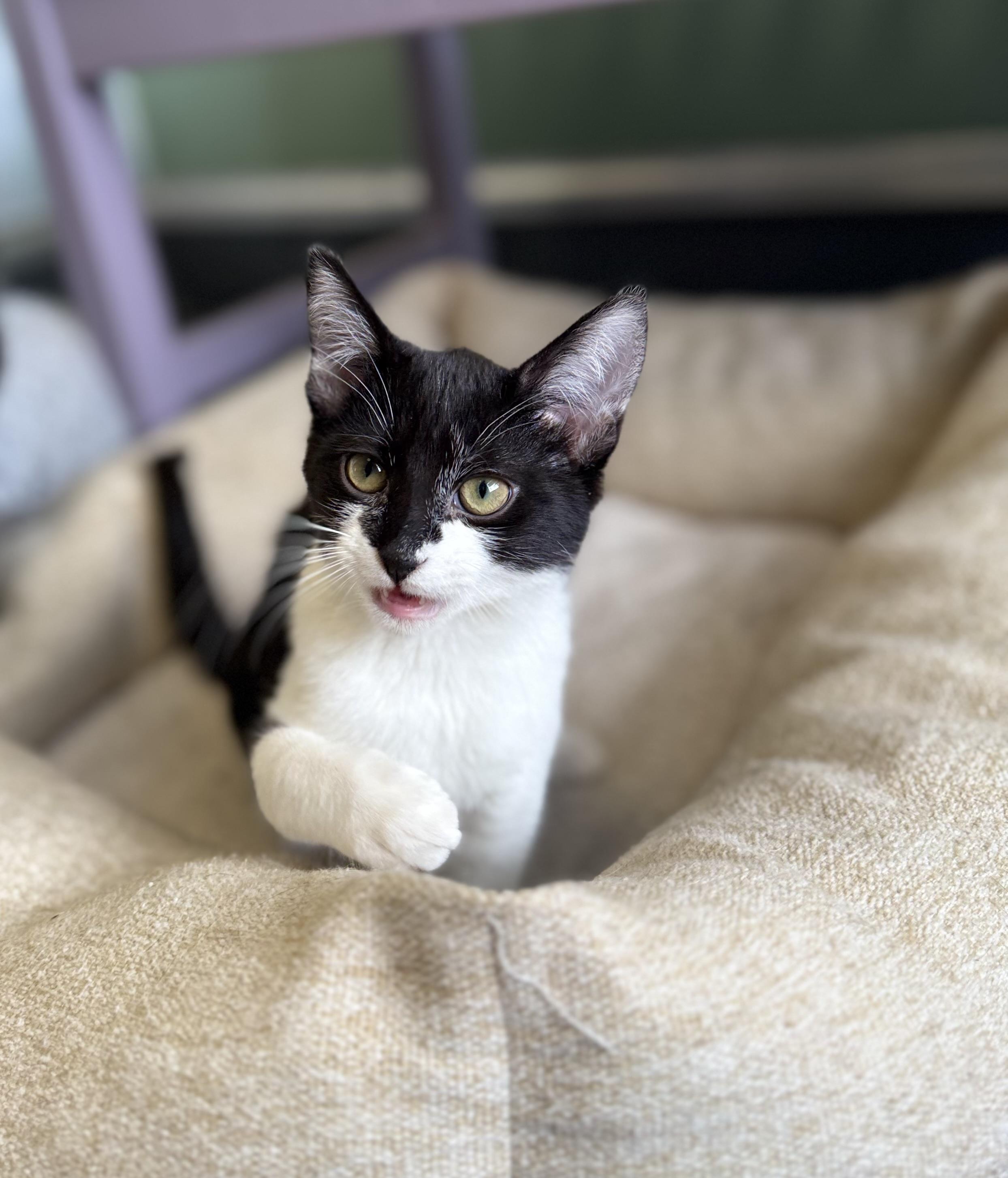 Tac, ADOPTABLE, Young Male Domestic Short Hair & Tuxedo.