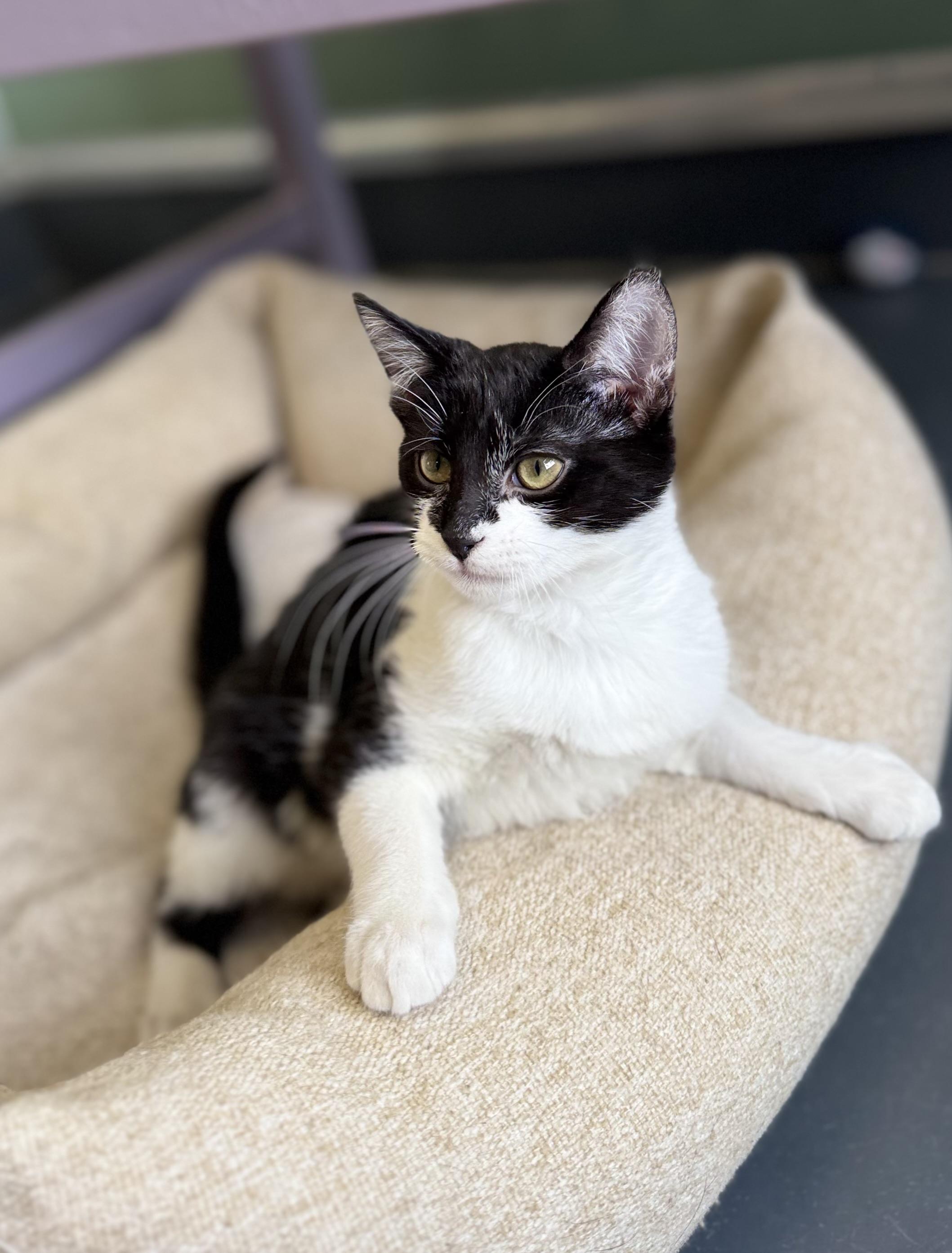 Tac, a ADOPTABLE mixed breed in Eagle, CO image 2/3