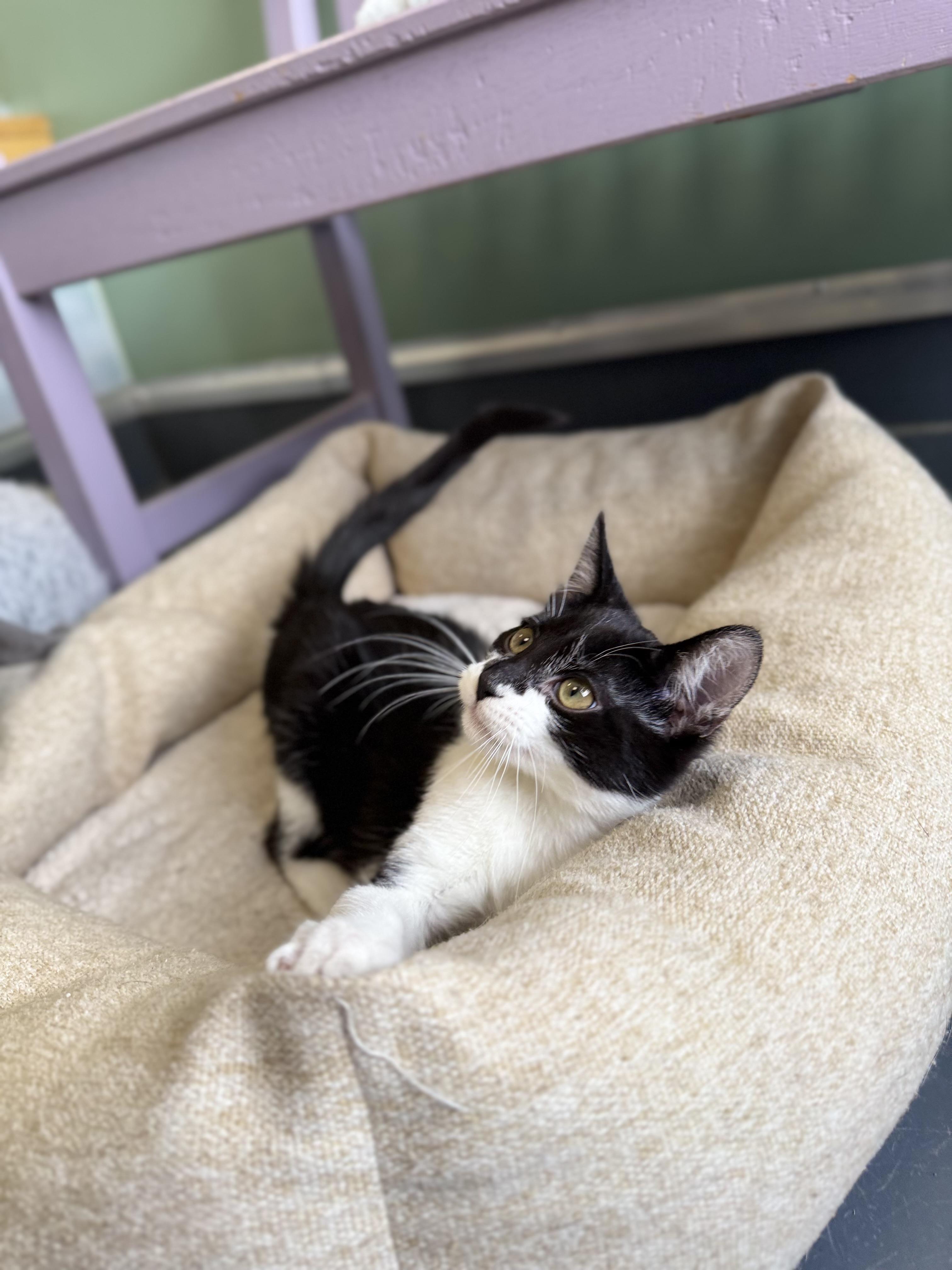Tac, a ADOPTABLE mixed breed in Eagle, CO image 3/3