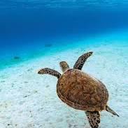 Enlarge Muddles- PROD TEST NOT ADOPTABLE, a ADOPTABLE Mississippi Map Turtle in Bettles, MN image 2/5