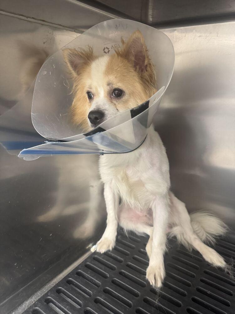 Niko, Adoptable, Puppy Male Pomeranian & Chihuahua.