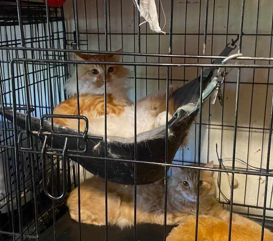 Cat for adoption DOC HOLIDAY, a Maine Coon & Tabby Mix in HEMET, CA