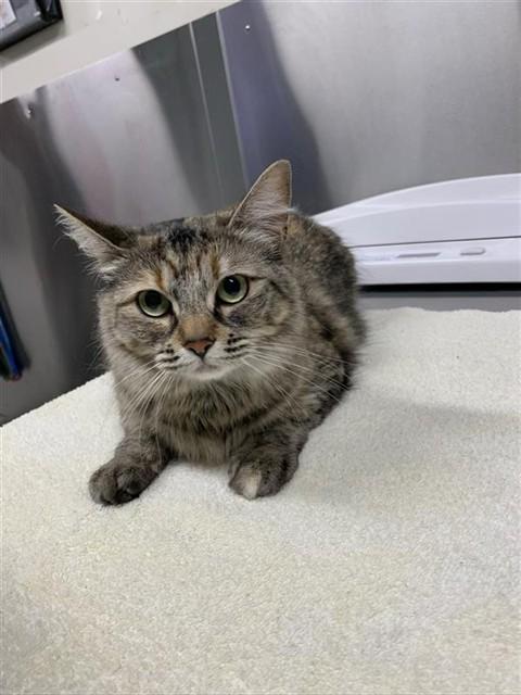 Enlarge KATNISS, a Adoptable Domestic Medium Hair in Fairbanks, AK image 1/1