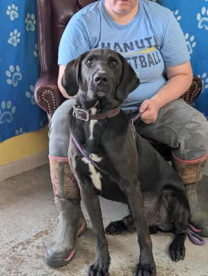 Enlarge Gon, a Adoptable mixed breed in La Harpe, KS image 1/3