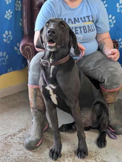 Enlarge Gon, a Adoptable mixed breed in La Harpe, KS image 2/3