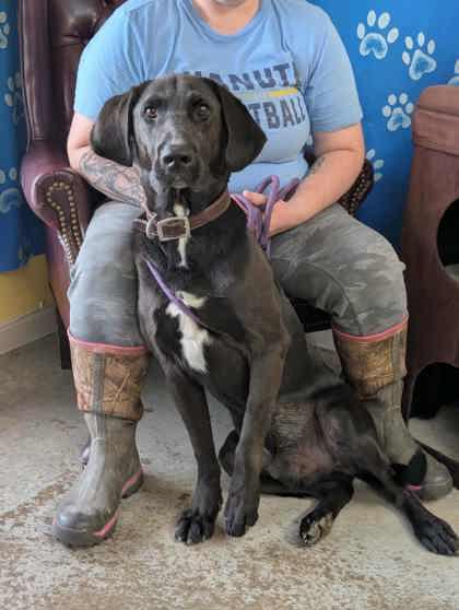 Enlarge Gon, a Adoptable mixed breed in La Harpe, KS image 3/3