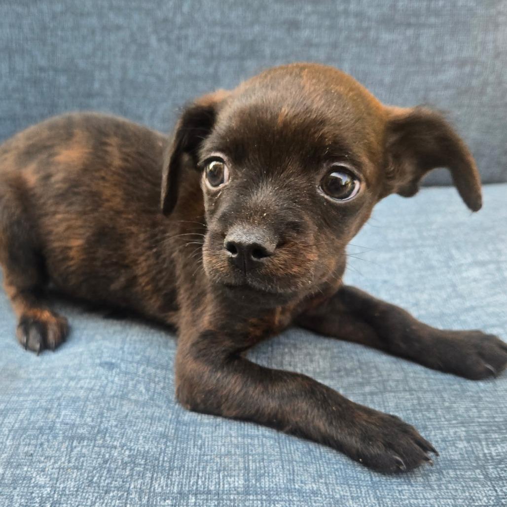 Enlarge Oakley, a Adoptable mixed breed in Calimesa, CA image 1/5