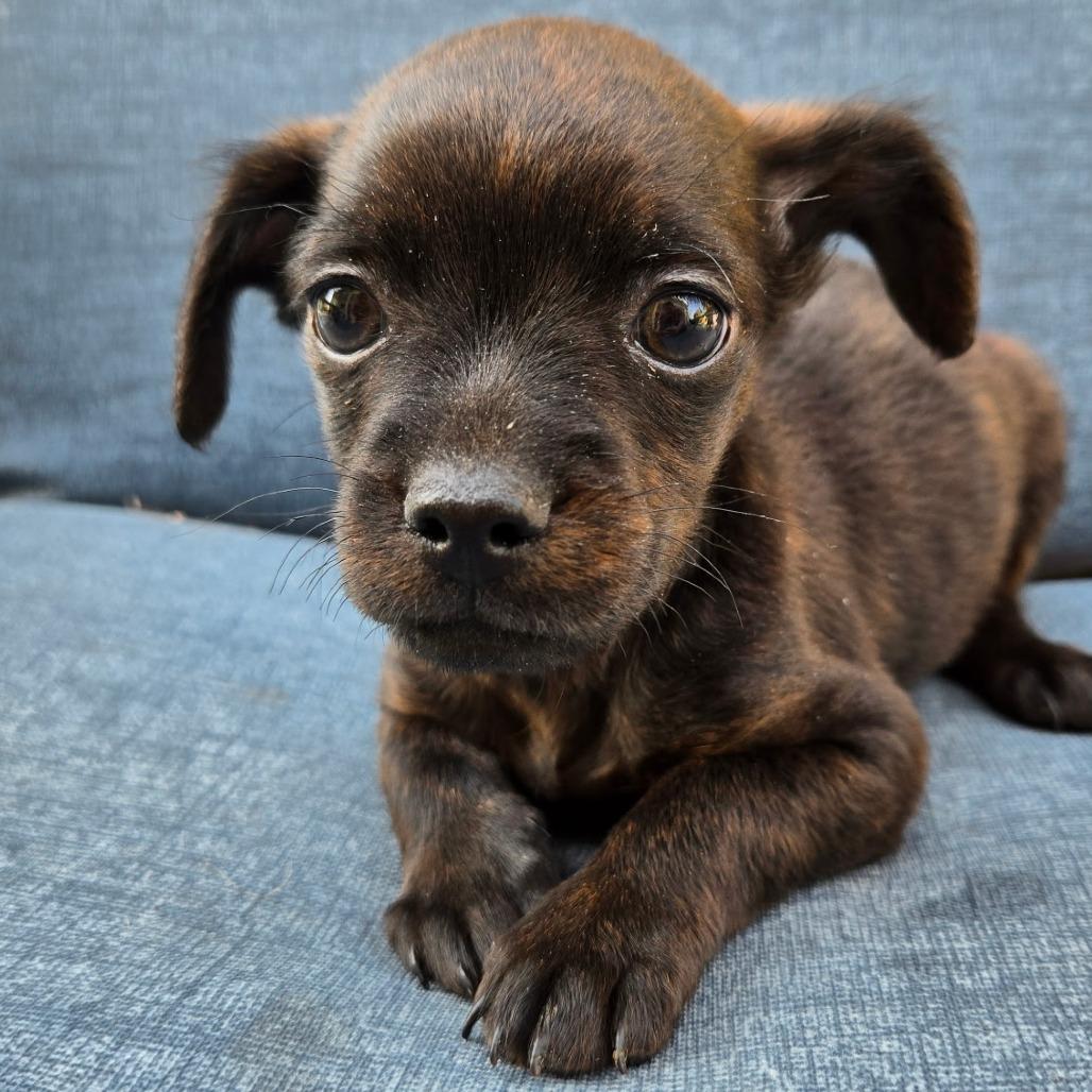 Enlarge Oakley, a Adoptable mixed breed in Calimesa, CA image 2/5