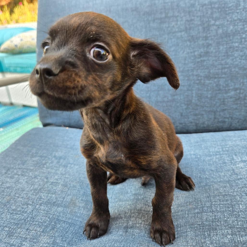 Enlarge Oakley, a Adoptable mixed breed in Calimesa, CA image 3/5