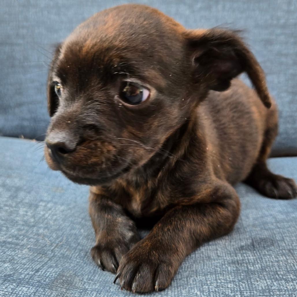 Enlarge Oakley, a Adoptable mixed breed in Calimesa, CA image 4/5