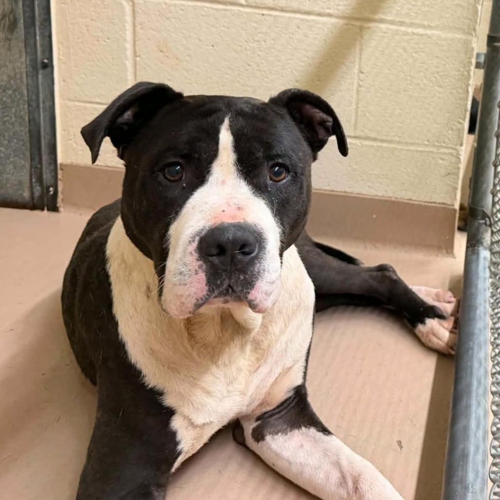 Enlarge Prince, a Adoptable Mixed Breed in South Portland, ME image 1/4