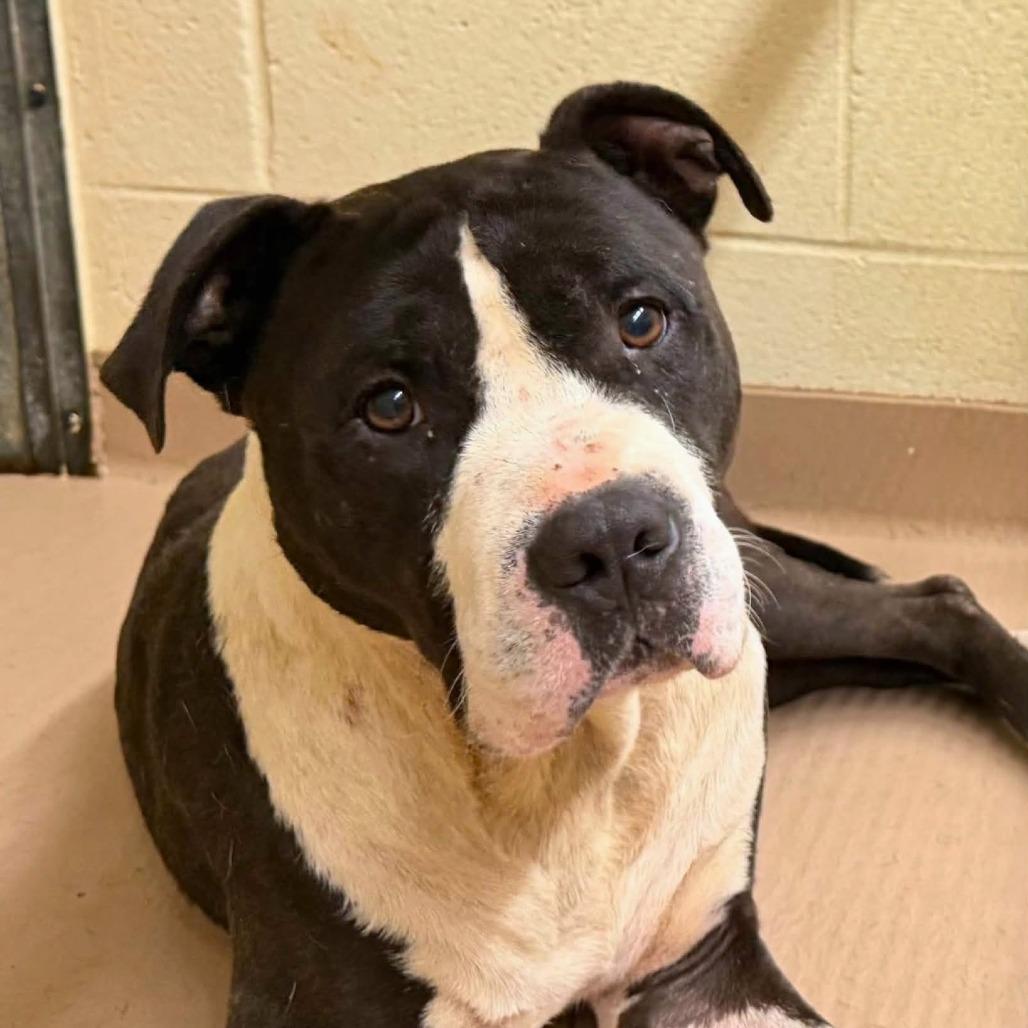 Enlarge Prince, a Adoptable Mixed Breed in South Portland, ME image 2/4