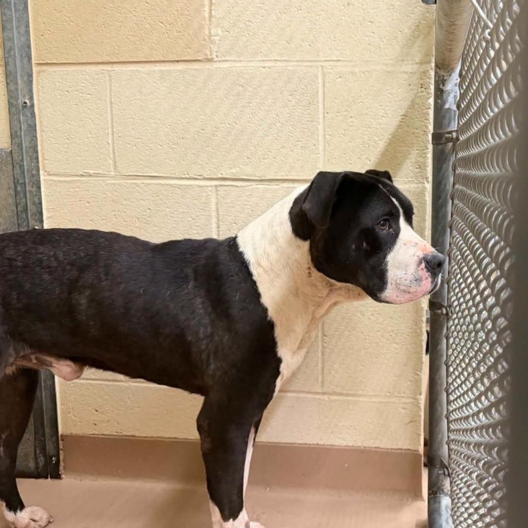 Enlarge Prince, a Adoptable Mixed Breed in South Portland, ME image 3/4