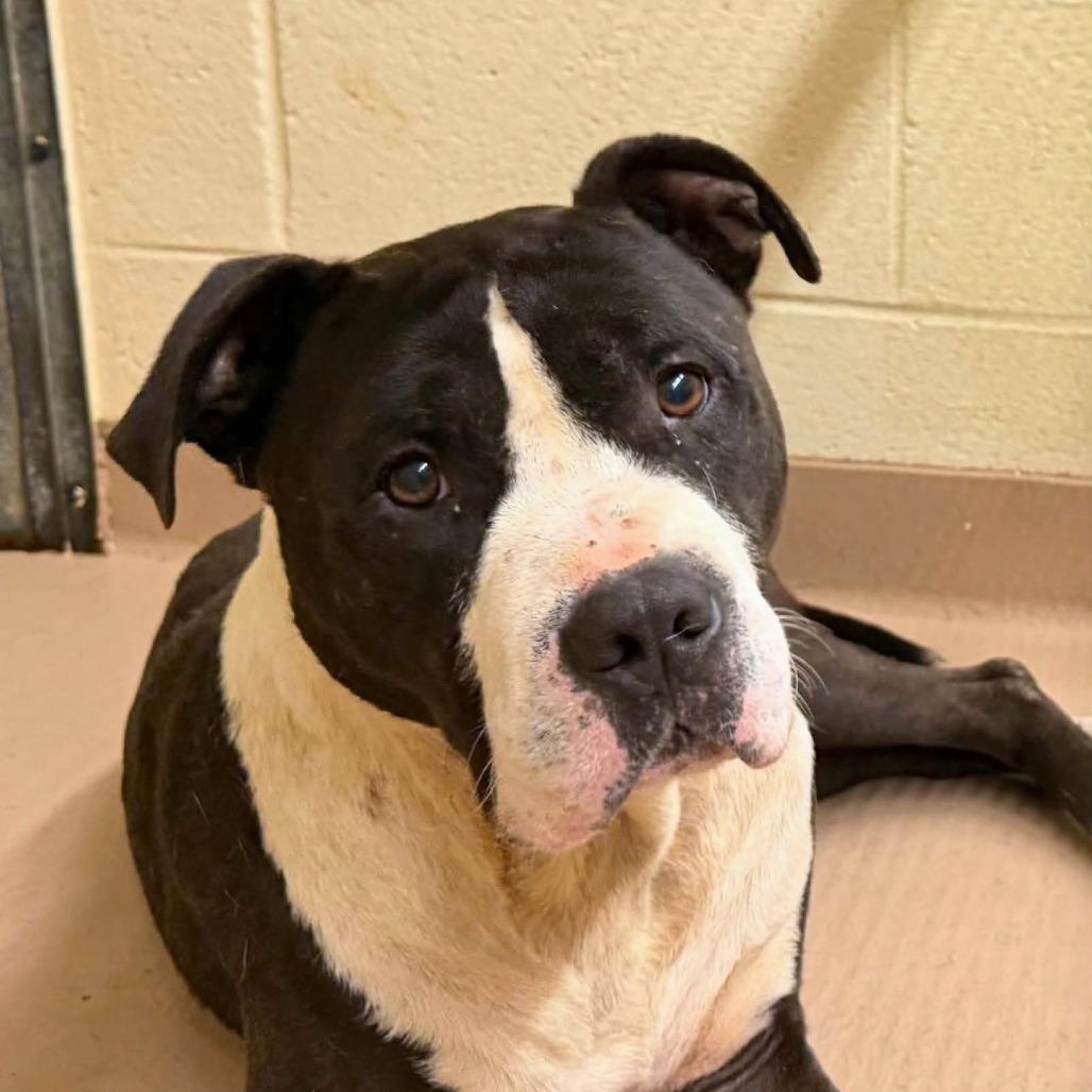 Enlarge Prince, a Adoptable Mixed Breed in South Portland, ME image 4/4