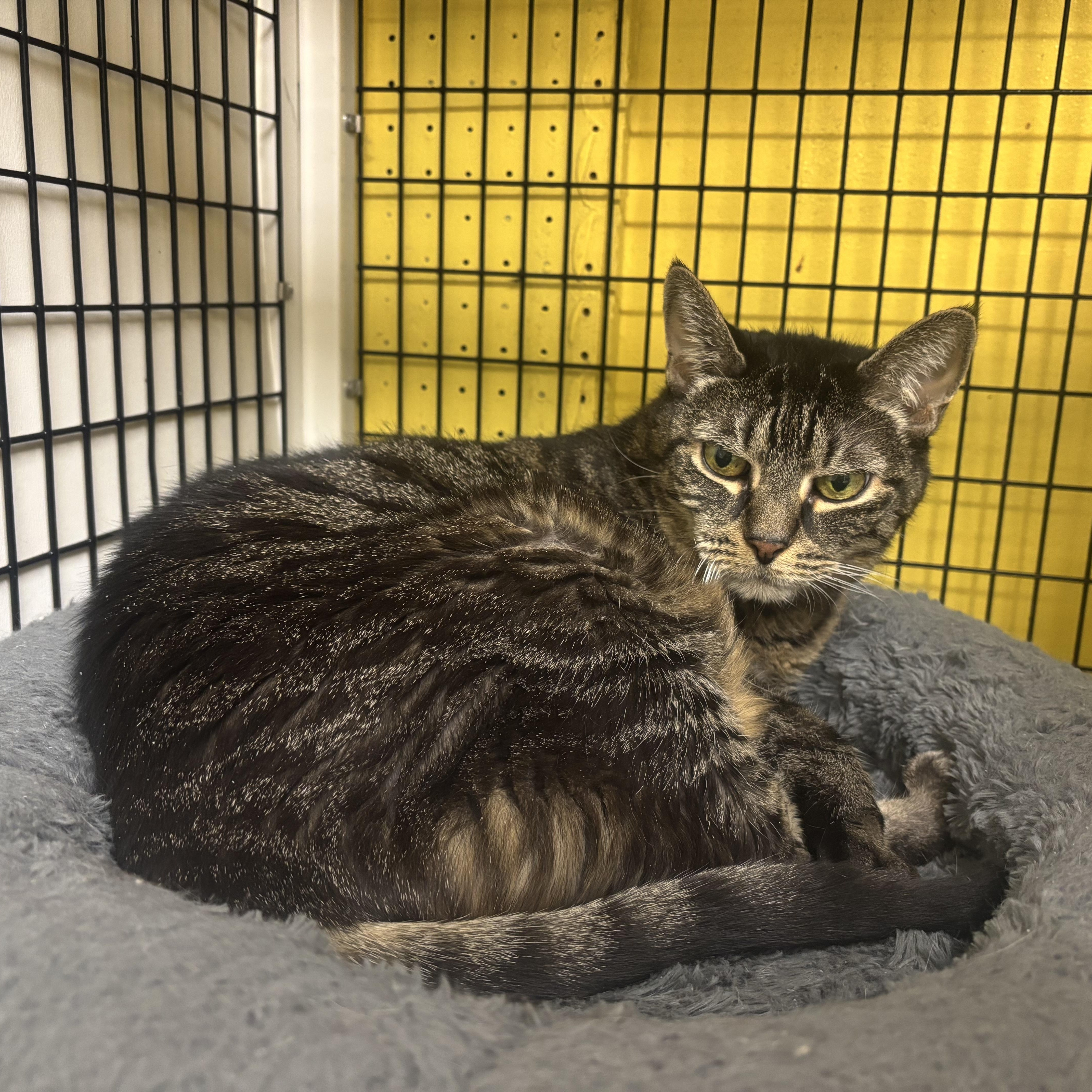 Cleo, Adoptable, Senior Female Domestic Short Hair.