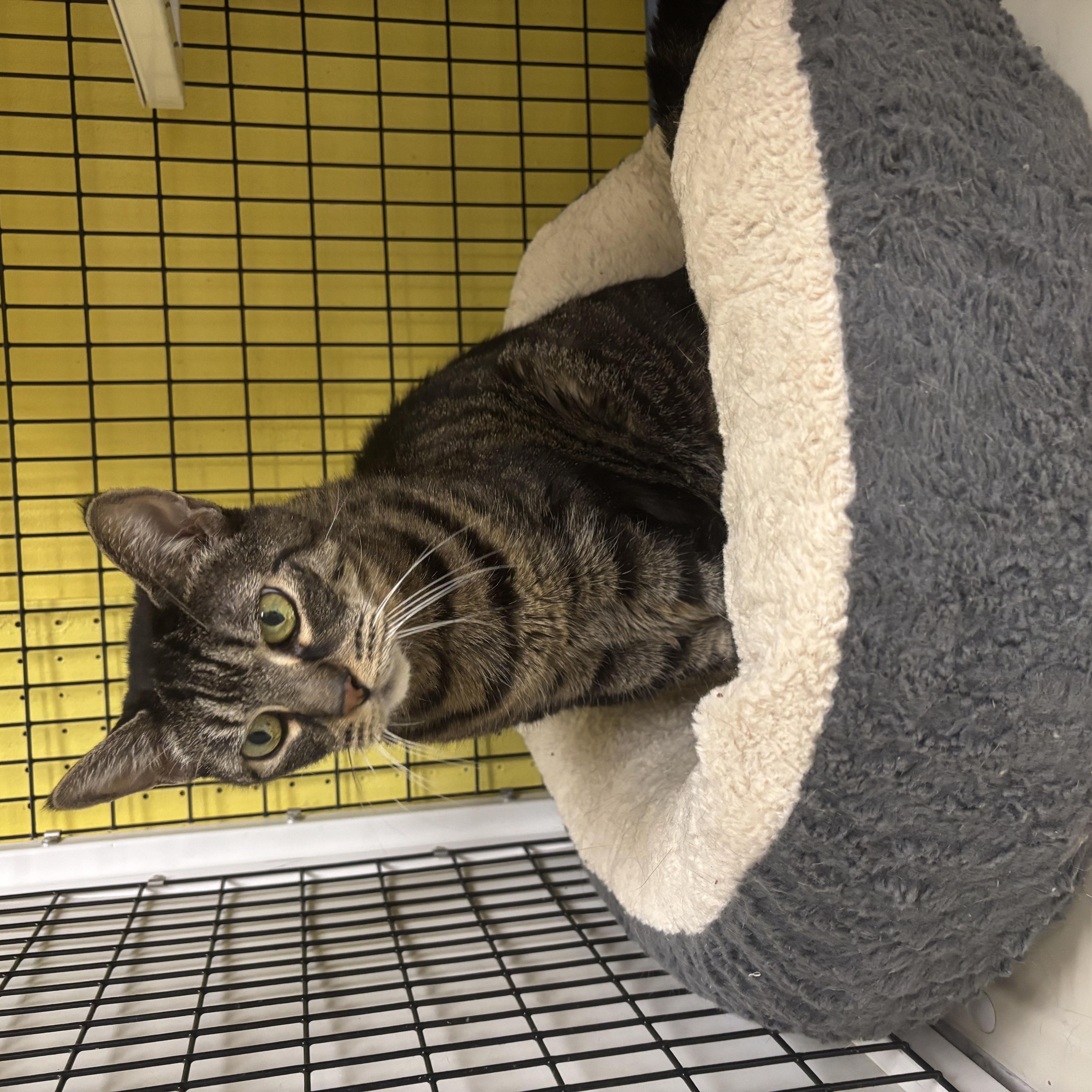 Cleo, a Adoptable Domestic Short Hair in Lyndhurst, NJ image 1/3