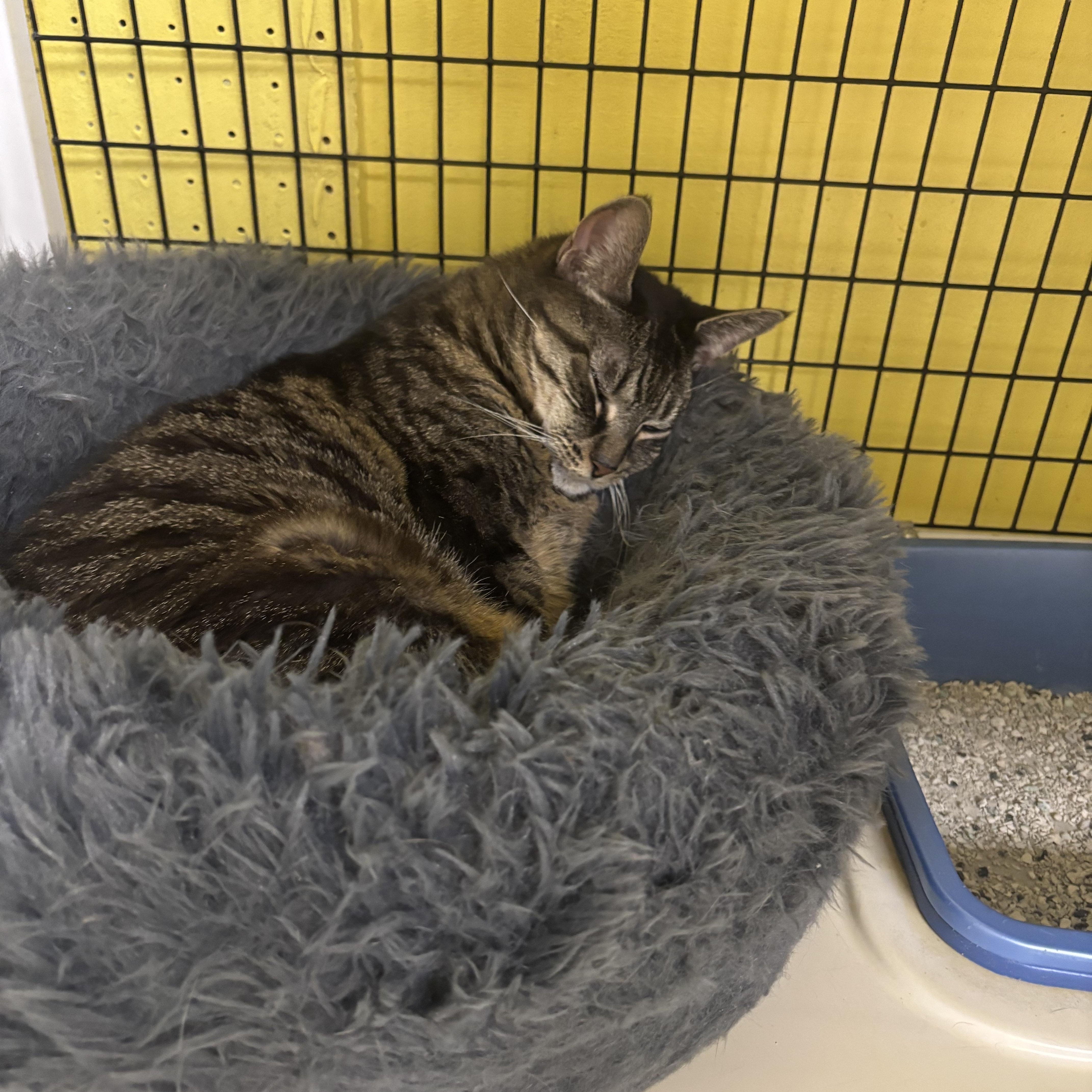 Cleo, a Adoptable Domestic Short Hair in Lyndhurst, NJ image 3/3