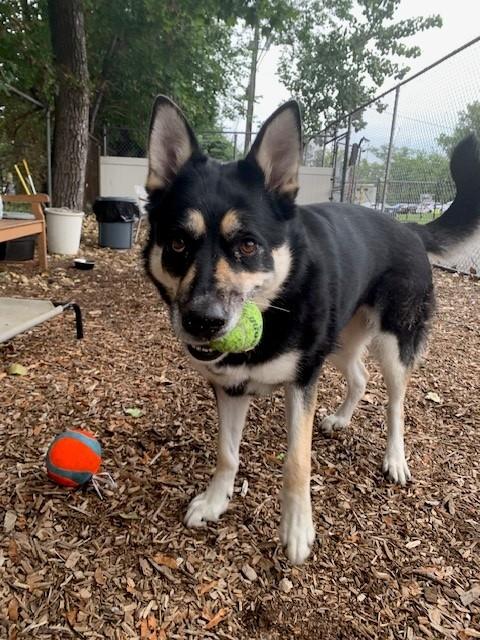 Luna, Adopted, Adult Female German Shepherd Dog.