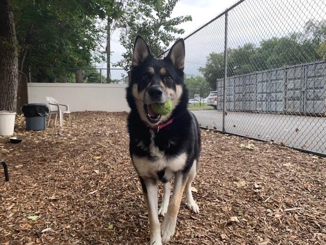 Enlarge Luna, a Adopted mixed breed in Teterboro, NJ image 5/5