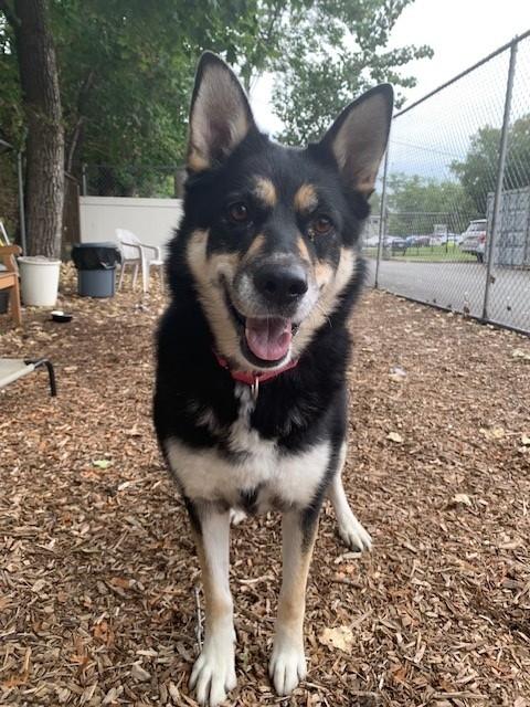 Enlarge Luna, a Adopted mixed breed in Teterboro, NJ image 3/5