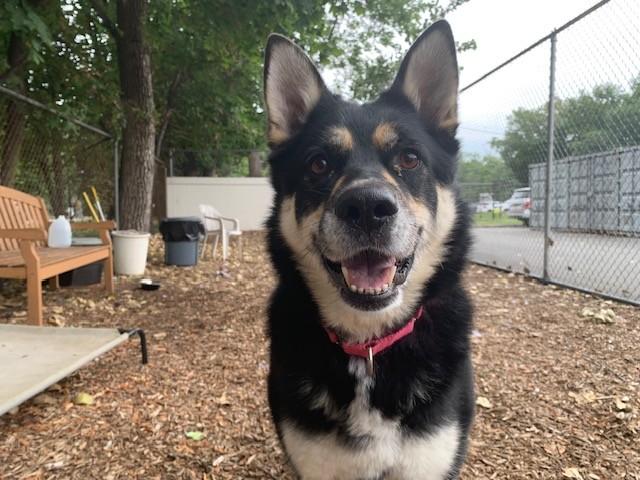 Enlarge Luna, a Adopted mixed breed in Teterboro, NJ image 4/5