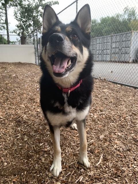 Enlarge Luna, a Adopted mixed breed in Teterboro, NJ image 2/5