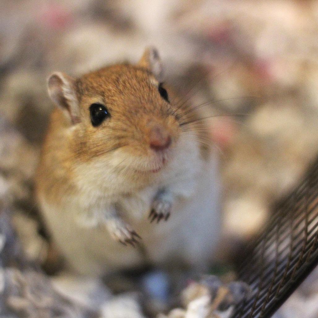 Star, Adoptable, Adult Female Gerbil.
