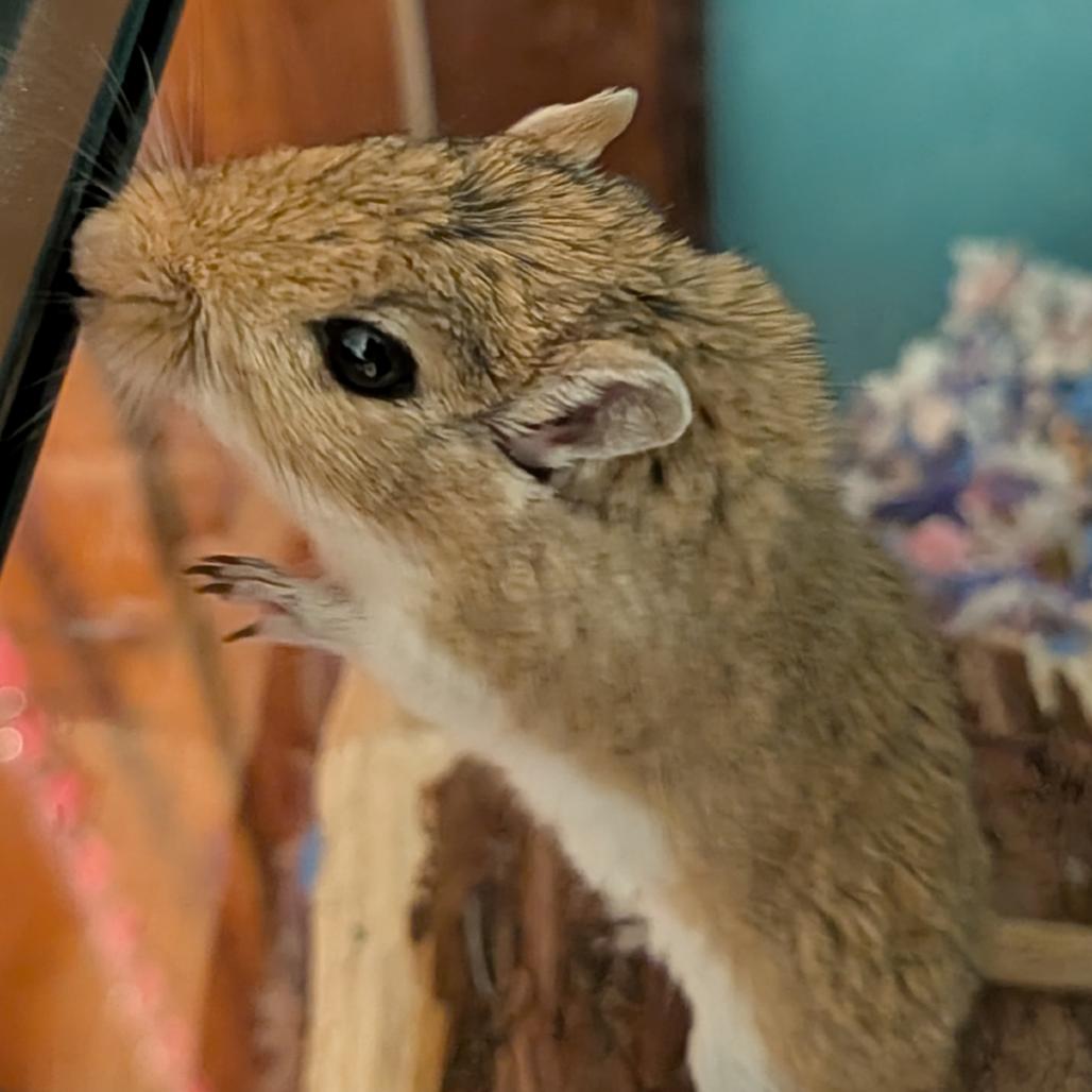 Enlarge Star, a Adoptable Gerbil in Dayton, OH image 2/6