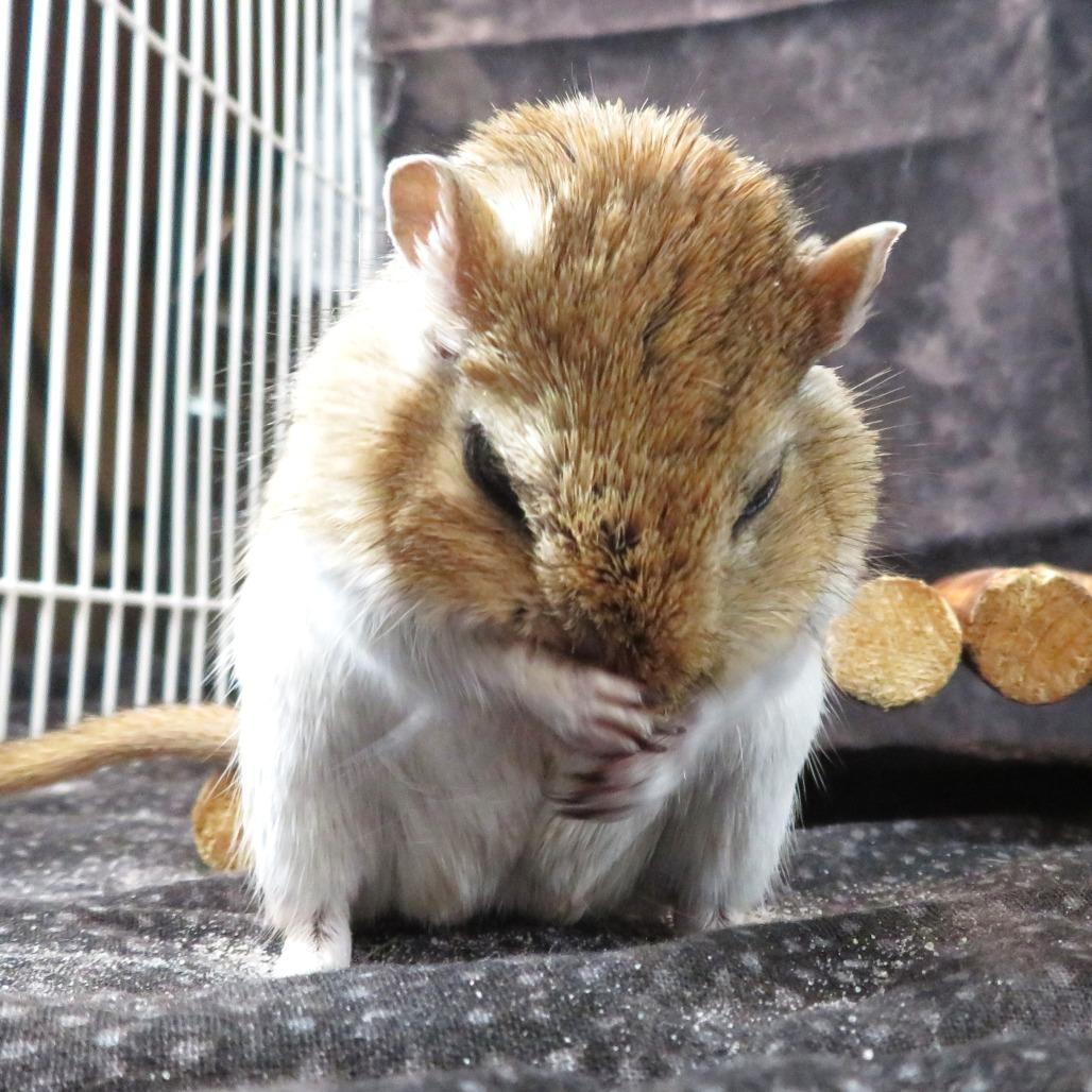 Enlarge Star, a Adoptable Gerbil in Dayton, OH image 3/6