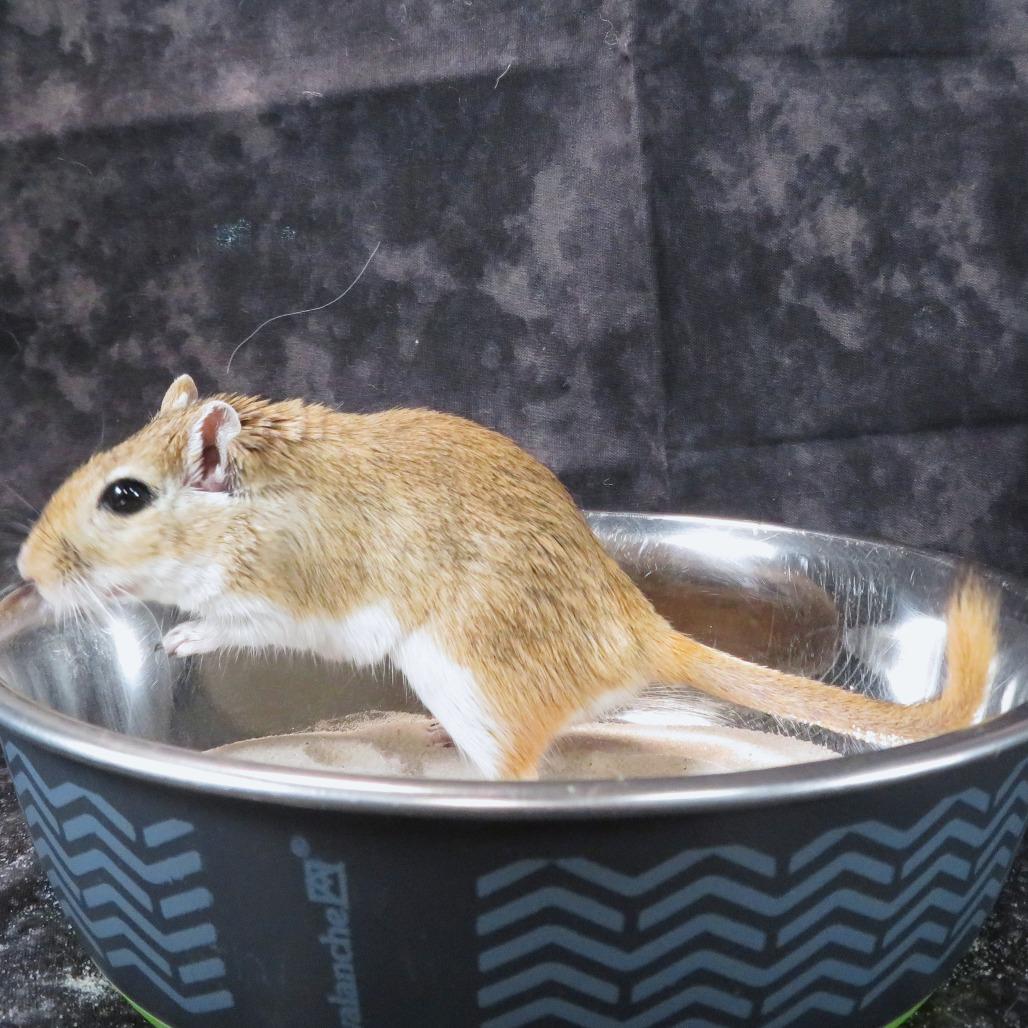 Enlarge Star, a Adoptable Gerbil in Dayton, OH image 4/6