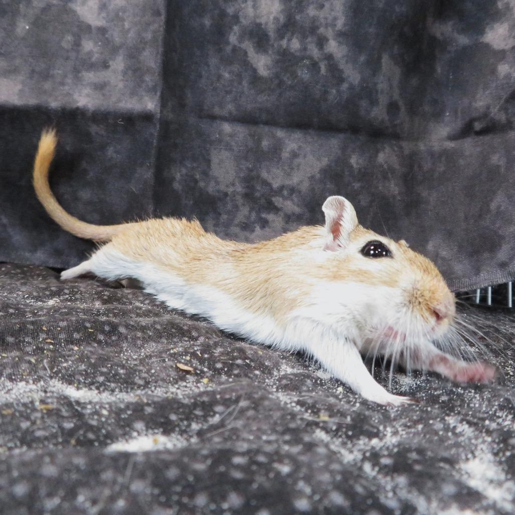 Enlarge Star, a Adoptable Gerbil in Dayton, OH image 5/6