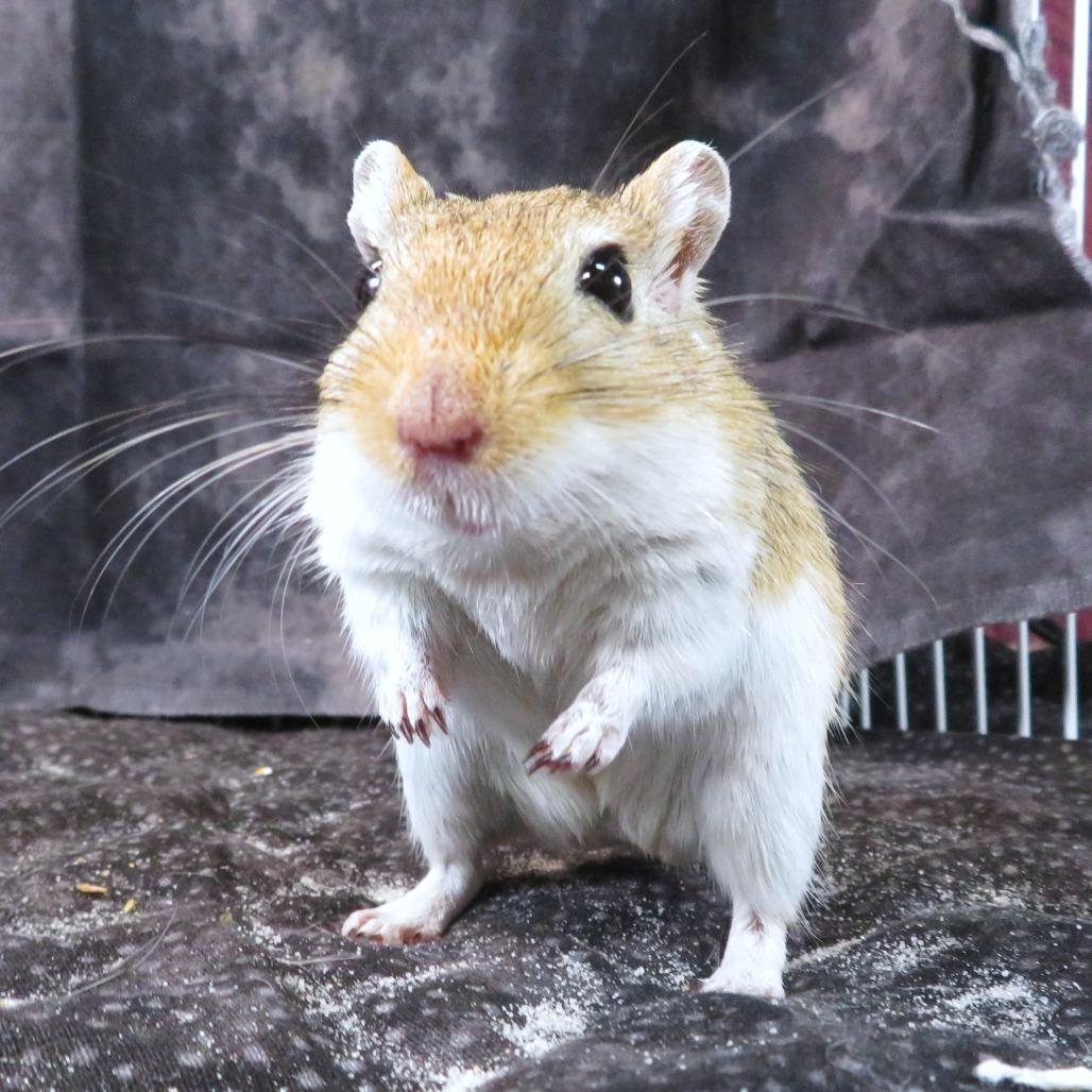 Enlarge Star, a Adoptable Gerbil in Dayton, OH image 6/6