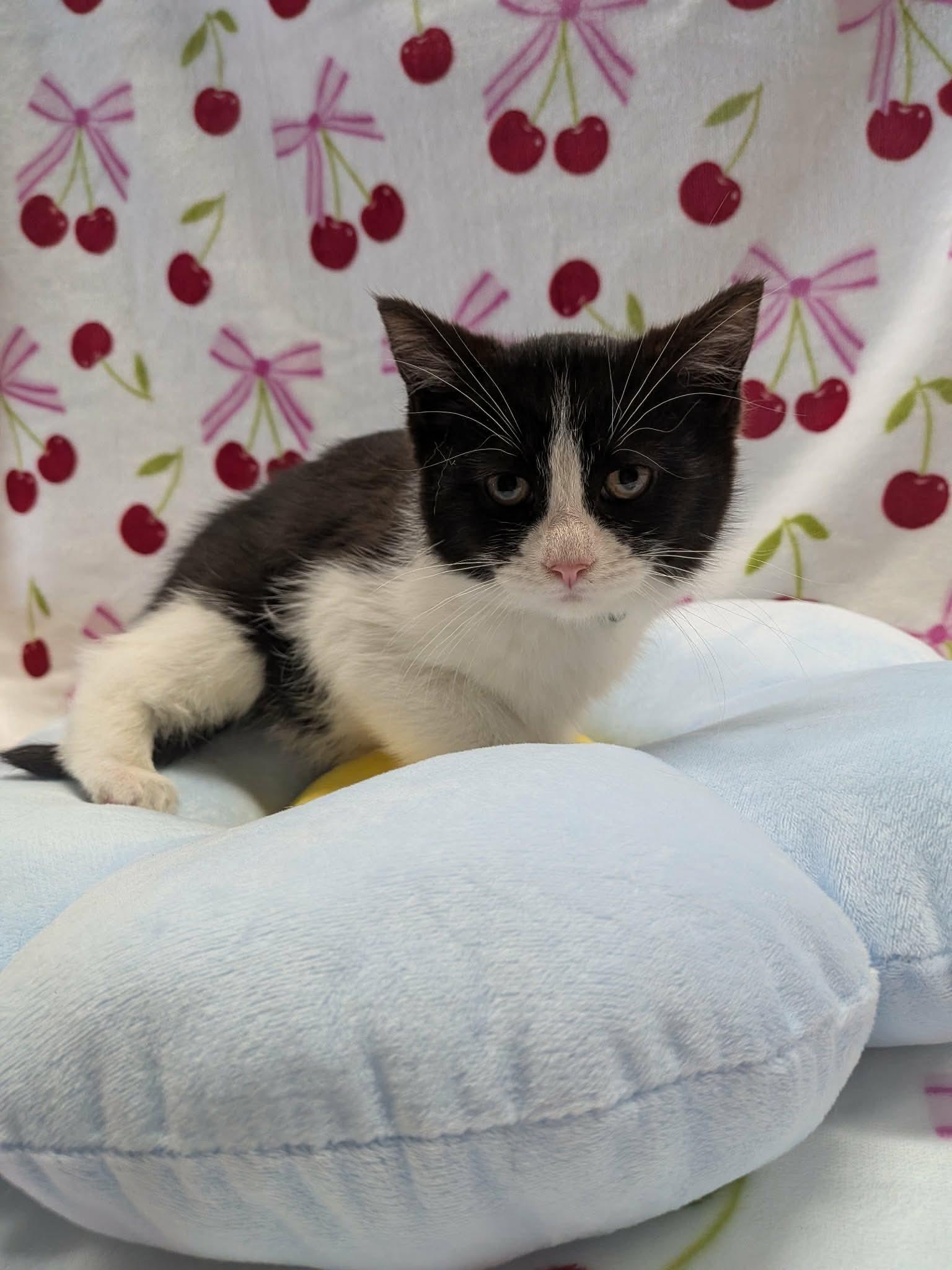TEAPOT, a ADOPTABLE Domestic Short Hair in Tillsonburg, ON image 6/6
