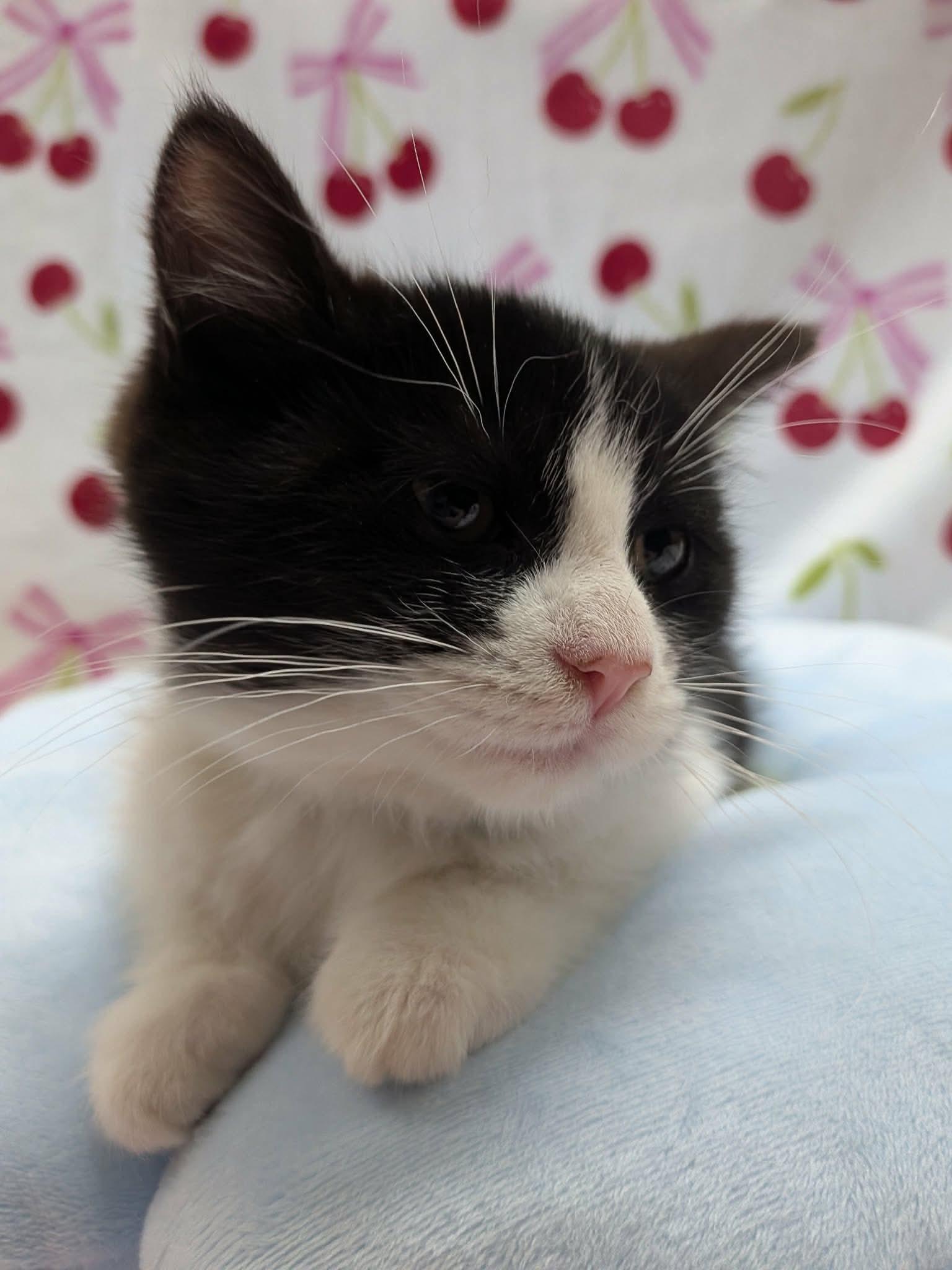 TEAPOT, a ADOPTABLE Domestic Short Hair in Tillsonburg, ON image 2/6