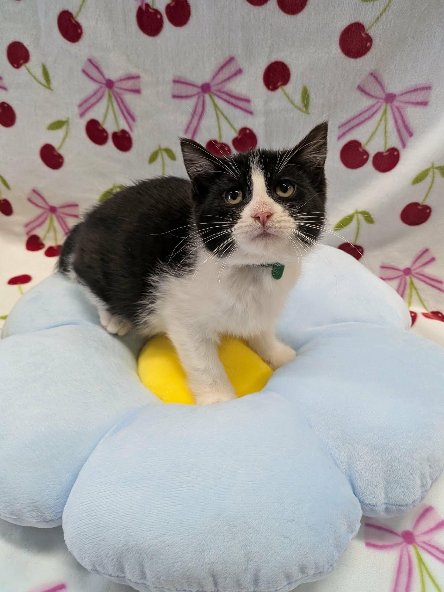 TEAPOT, a ADOPTABLE Domestic Short Hair in Tillsonburg, ON image 3/6