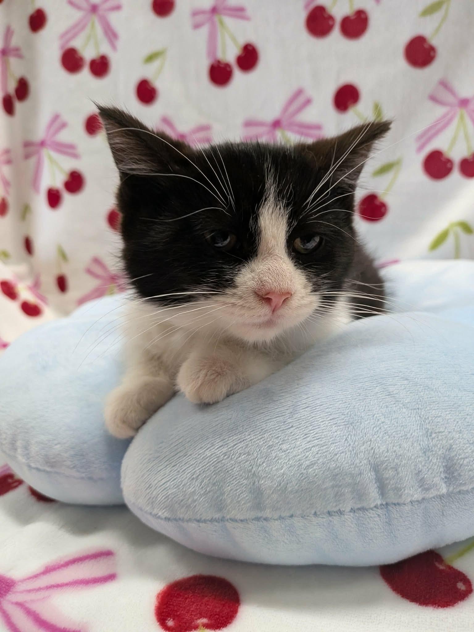 TEAPOT, a ADOPTABLE Domestic Short Hair in Tillsonburg, ON image 5/6