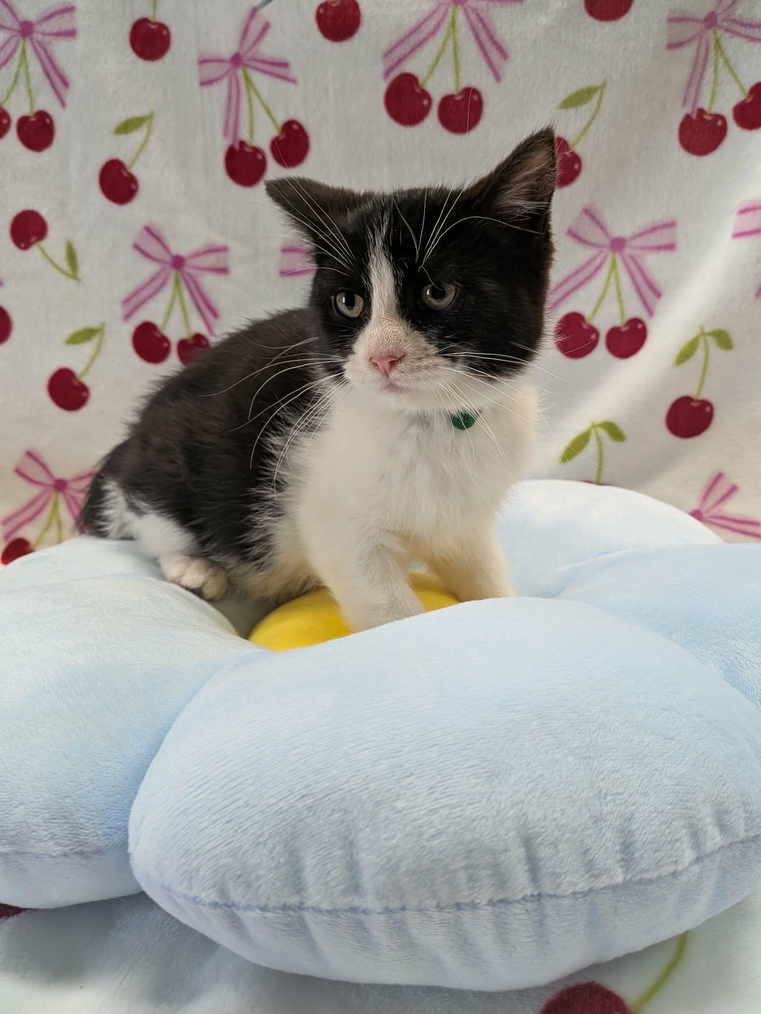 TEAPOT, a ADOPTABLE Domestic Short Hair in Tillsonburg, ON image 4/6