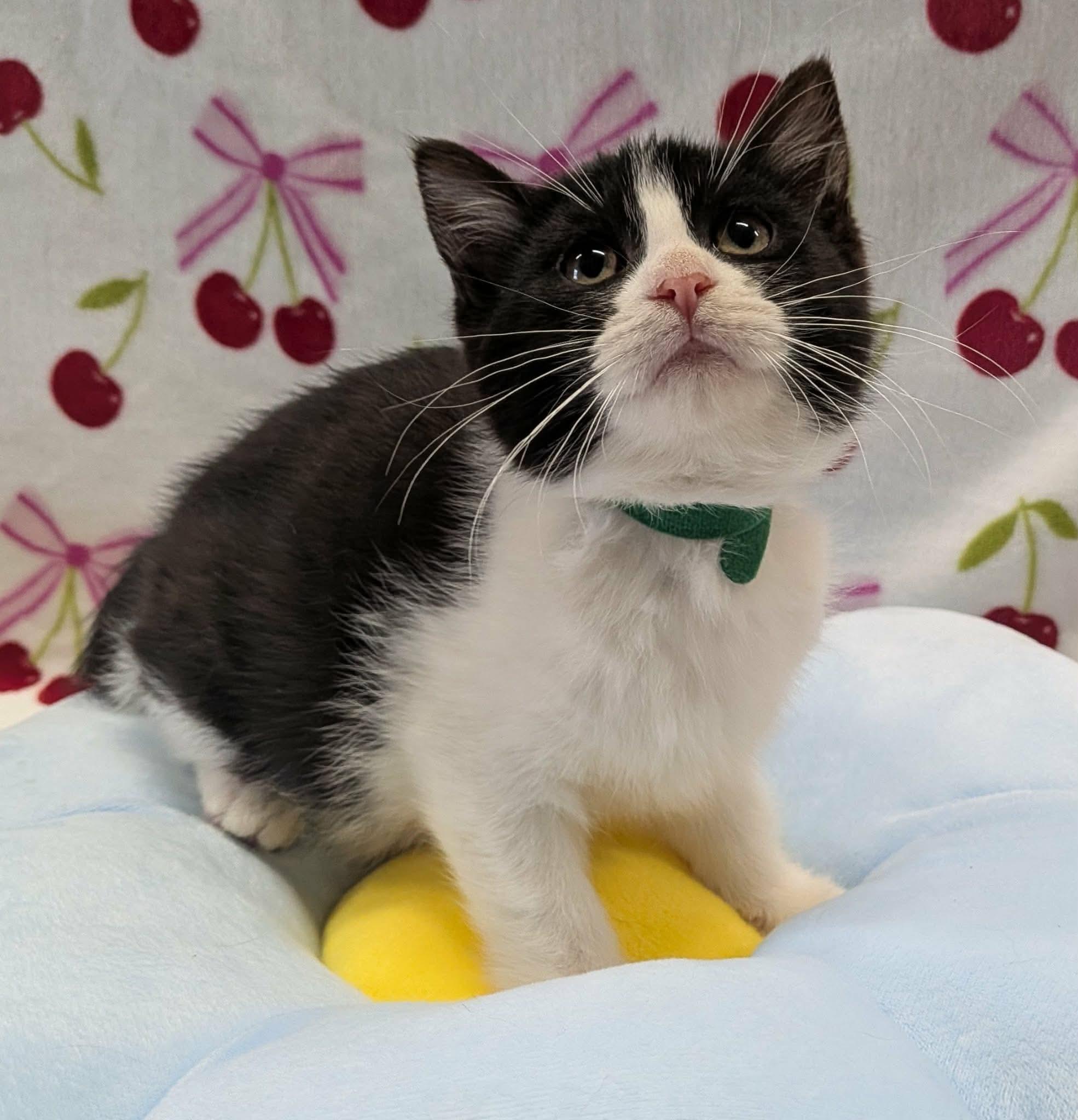 TEAPOT, a ADOPTABLE Domestic Short Hair in Tillsonburg, ON image 1/6