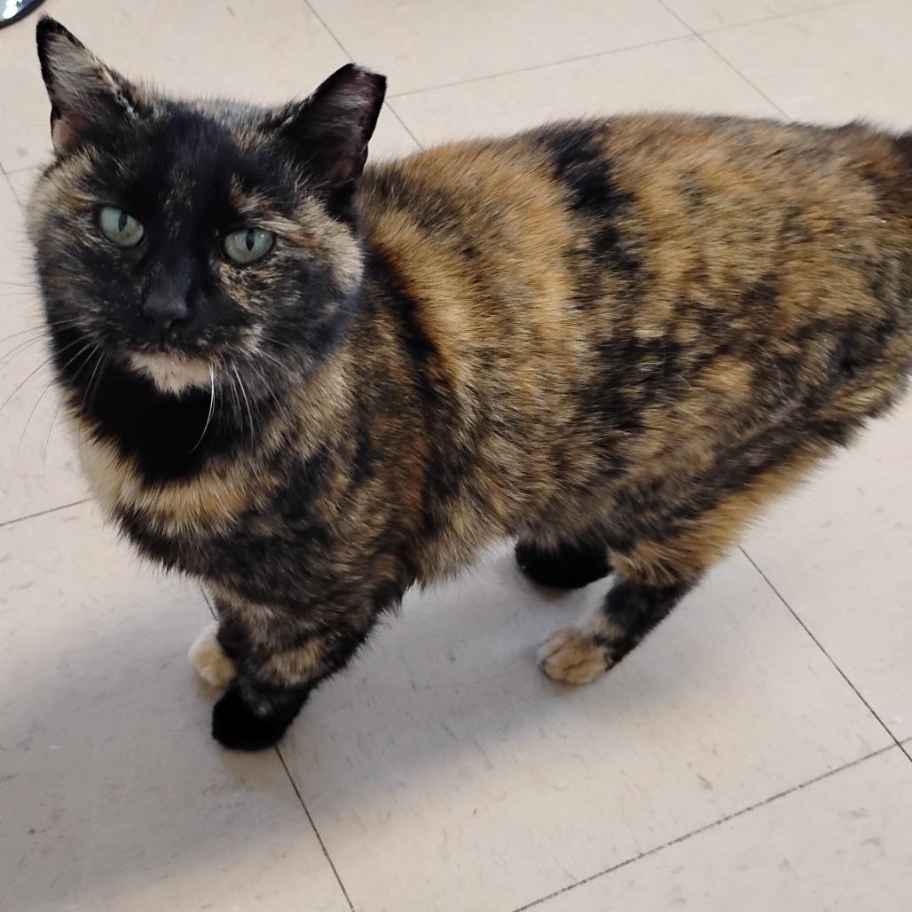 Stella, Adoptable, Adult Female Domestic Short Hair.