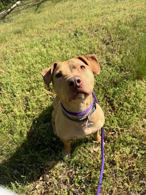 COCO, Adoptable, Adult Female Pit Bull Terrier.