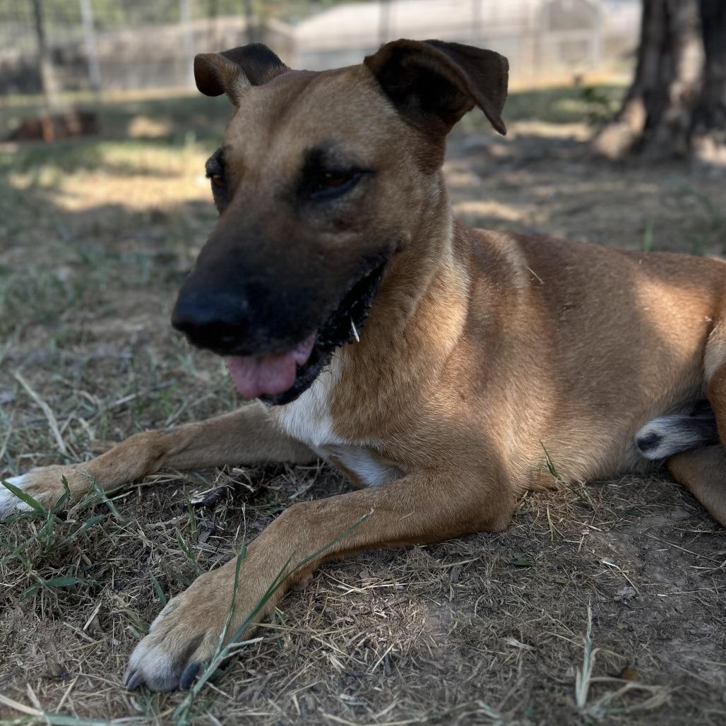 Busta Rhymes (River), a Adoptable mixed breed in Washburn, MO image 1/5