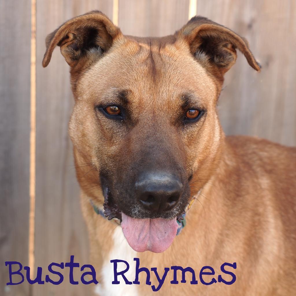 Busta Rhymes (River), a Adoptable mixed breed in Washburn, MO image 2/5