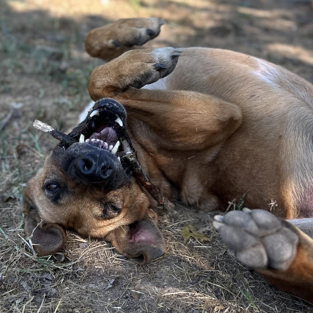 Busta Rhymes (River), a Adoptable mixed breed in Washburn, MO image 3/5