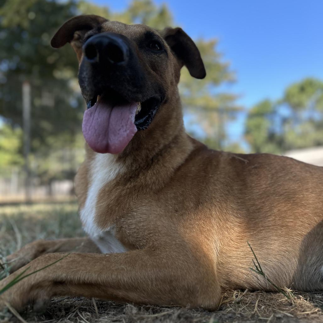 Busta Rhymes (River), a Adoptable mixed breed in Washburn, MO image 4/5