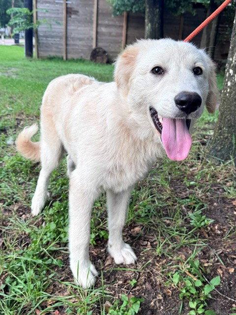 Enlarge Quizzel, a Adoptable Great Pyrenees in Burnsville, MN image 6/6